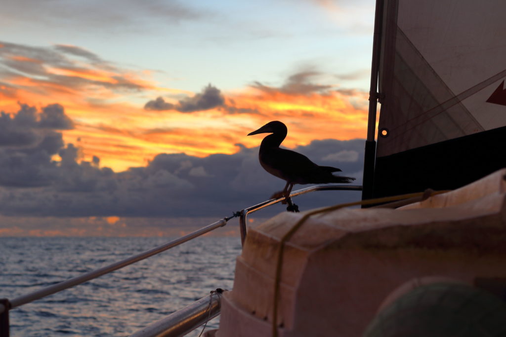 This image has an empty alt attribute; its file name is bird-on-boat-1024x683.jpg